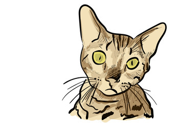 cat