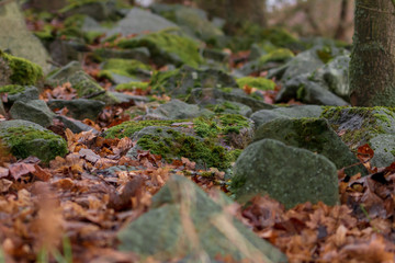 Autumn stones