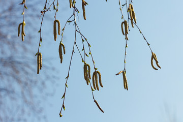 spring flowers catkins of birch on sky background