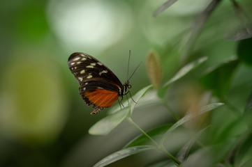 Fototapeta na wymiar Butterfly Sitting on Leaf