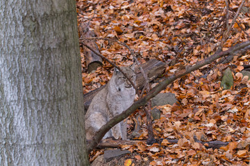 Luchs (Lynx lynx)