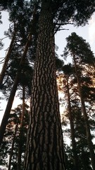 Fototapeta premium Сосны