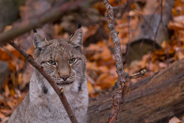 Luchs (Lynx lynx)