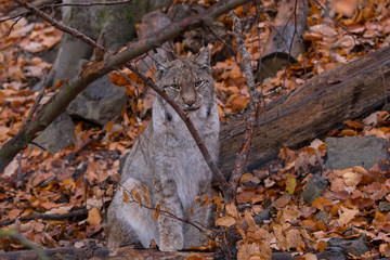 Luchs (Lynx lynx)