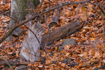Luchs (Lynx lynx)