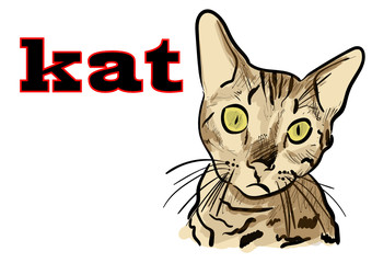 cat