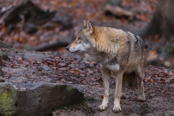 Naklejka na ściany i meble Grauwolf (Canis lupus)