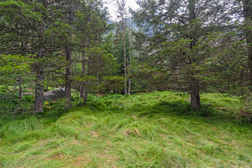Panoramic view of a coniferous forest in the mountains.