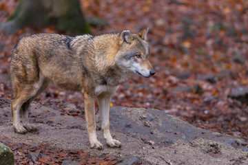Grauwolf (Canis lupus)
