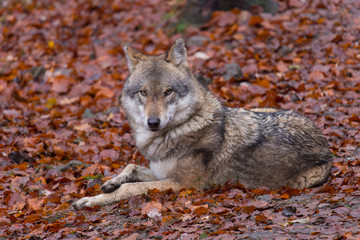 Grauwolf (Canis lupus)