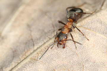 Arbeiterin von Formica polyctena, der kleinen roten Waldameise, gut sichtbar auf einem braunen Blatt