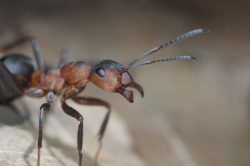 Porträt von Formica polyctena, der kleinen roten Waldameise mit geöffneten Mandibeln