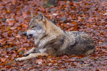 Grauwolf (Canis lupus)