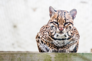 Petit ocelot