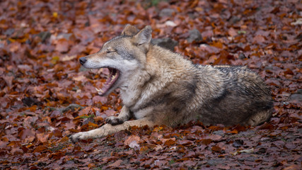 Grauwolf (Canis lupus)