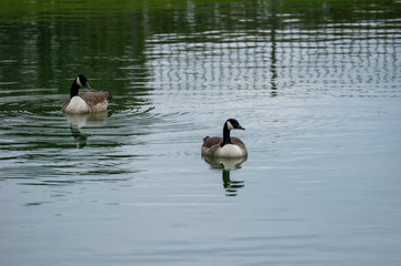 Geese Swimming on Lake