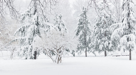 Beautiful winter landscape in a park.Trees of fir covered with snow
