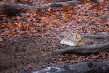 Grauwolf (Canis lupus)