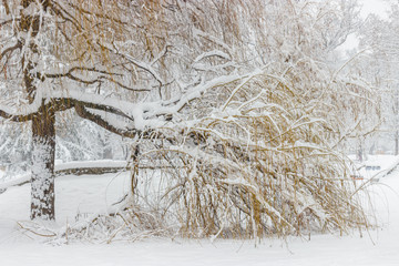 Weeping willow covered with snow