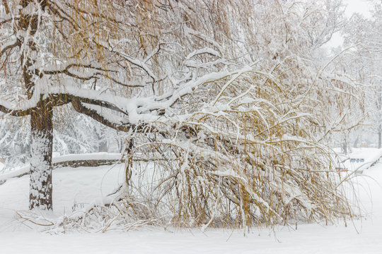 Weeping willow covered with snow