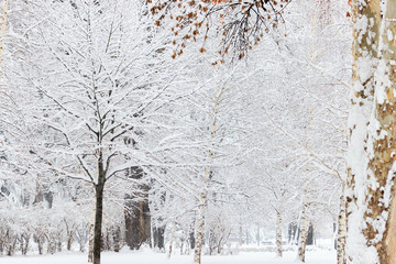 Winter landscape.Trees covered with snow