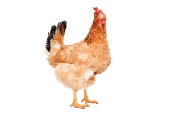 Wall murals Chicken Portrait of a ginger chicken standing isolated on white background
