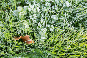 Morning hoar frost on the grass. Winter nature background. Top view close up