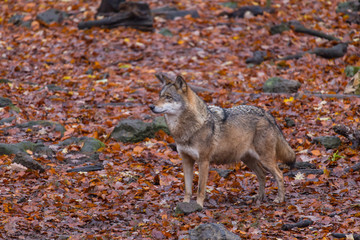 Grauwolf (Canis lupus)