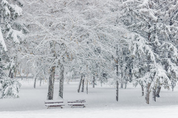 Winter scene.Two benches and trees in a park covered with snow