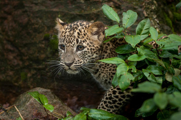Sri lanka panter uit de stuik.