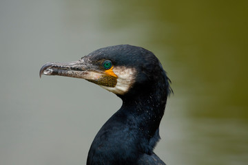 Portret aalscholver