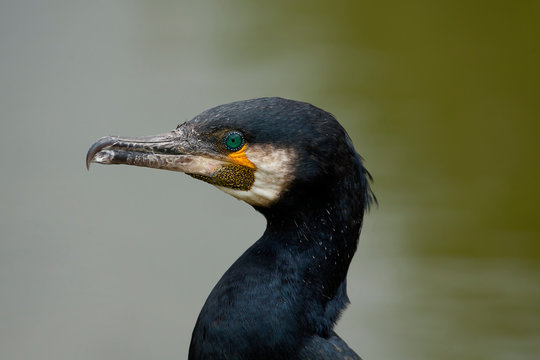 Portret aalscholver