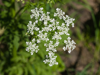 Cow Parsley or Wild Chervil, Anthriscus sylvestris, flower clusters macro, selective focus, shallow DOF