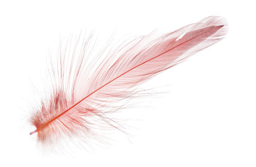 red small fluffy feather on white