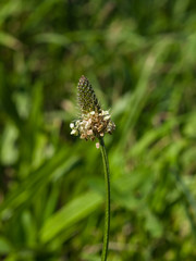 Plantago Lanceolata, Ribwort, English, Buckhorn or Narrowleaf Plantain flower macro with bokeh background, selective focus, shallow DOF