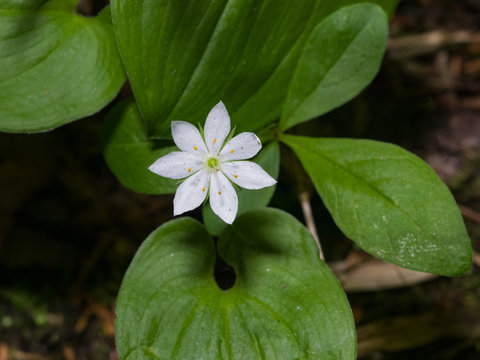 Arctic Starflower, Chickweed-wintergreen or Trientalis europaea flower close-up at forest, selective focus, shallow DOF