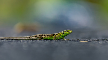 Lizard on the asphalt