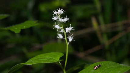 Blooming False lily of the valey, maianthemum bifolium, flowers and leaves, close-up, selective focus, shallow DOF