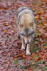 Grauwolf (Canis lupus)