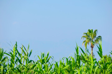 Palm tree under a blue sky