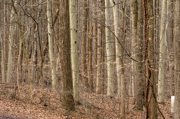 Fototapeta premium Woodland Abstract Background