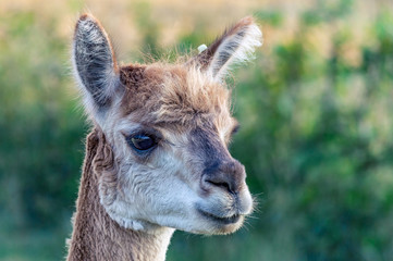 Obraz premium Close-up of llama's head in natural environment.