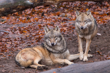 Fototapeta premium Grauwolf (Canis lupus)