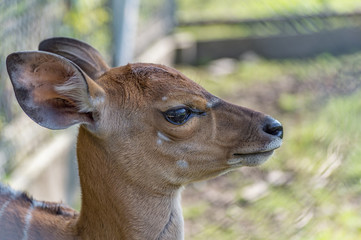 Close-up of deer's head © stockovari