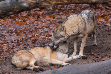 Grauwolf (Canis lupus)