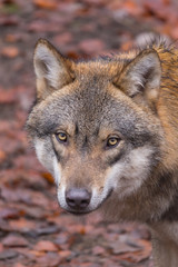 Obraz premium Grauwolf (Canis lupus)