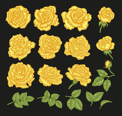Yellow roses vector illustration. Hand drawn flowers and leaves. Floral design elements.