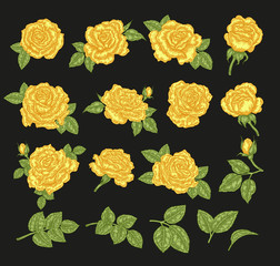 Yellow roses vector illustration. Hand drawn flowers and leaves. Floral design elements.