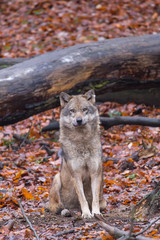 Grauwolf (Canis lupus)
