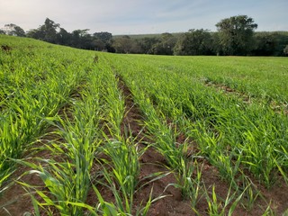 Oat field